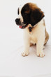 Chiot saint bernard Chiot saint bernard