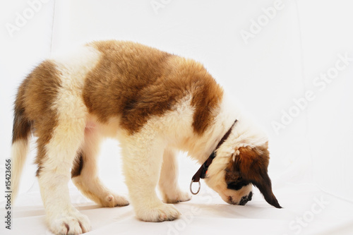Chiot saint bernard