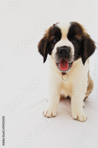 Chiot saint bernard