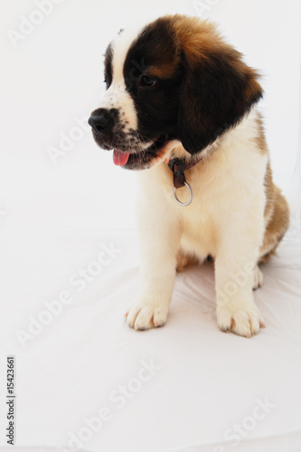 Chiot saint bernard