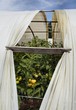 Serre de tomates