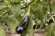 Aubergine sur pied