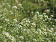 Foto: spring flowers spring flowers