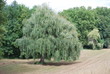 Trauerweide Trauerweide
