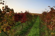 Herbst im Weingarten