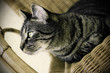 Chat