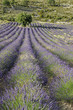champ de lavande
