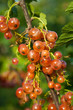 Redcurrant