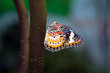 Brilliant Butterfly