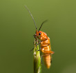 Cantharis fusca