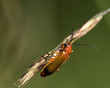 Cantharis fusca
