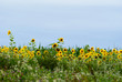 Sonnenblumen aus Wels Sonnenblumen aus Wels