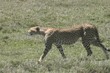 Cheetah walking across the Serengeti