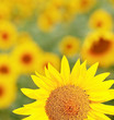 Sunflower detail