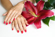 Close-up of beautiful woman hands with manicure and lily
