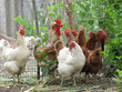 Group of hens with rooster on the farm yard