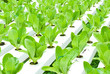 Green Vege - Hydroponic farming