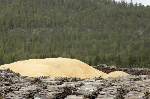 Photo: trees to wood to sawdust trees to wood to sawdust