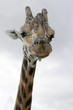 giraffen kopf
