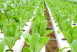 Green Vege - Hydroponic farming