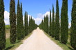Zypressen Allee, Wanderweg, Toskana, Italien