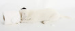 Jack Russell Terrier