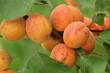 abricots