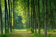 alberi 387