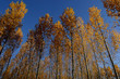 alberi 245