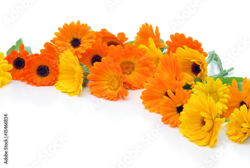 Tee Ringelblume - tea marigold 05 Tee Ringelblume - tea marigold 05