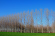 alberi 326