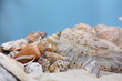 Muscheln im Sand