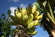 Regime de banane, Chapada Diamantina, Bahia