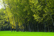 alberi 368