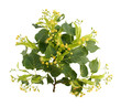 L'inflorescence du tilleul