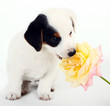 Jack Russell Terrier