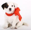 Jack Russell Terrier