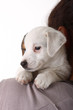 Jack Russell Terrier