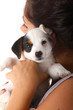 Jack Russell Terrier