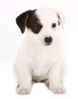 Jack Russell Terrier