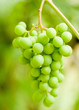Green grapes bunch