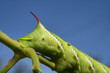 Photo: Horned Caterpillar Horned Caterpillar