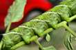 Photo: Caterpillar Caterpillar