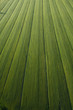 Campo coltivato