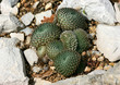 Joubarbes (Sempervivum sp.) au printemps