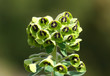 Fleur de Paronchia (Paronchia capitita) au printemps