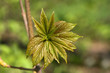 Jeunes feuille d'Érable sycomore (Acer pseudoplatanus)