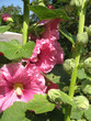 Stockrose Pink