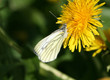 Piéride du navet (Péris napi) sur une fleur de Pissenlit