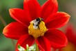 Blume mit Hummel
